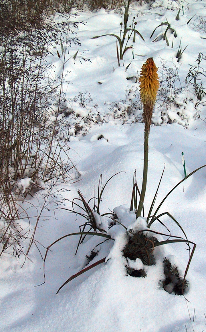 Kniphofia uvaria